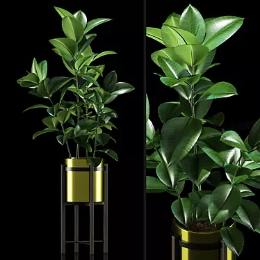 Ficus Elastica Plants: Stylish Pot & Digital Files 3D model image 1 