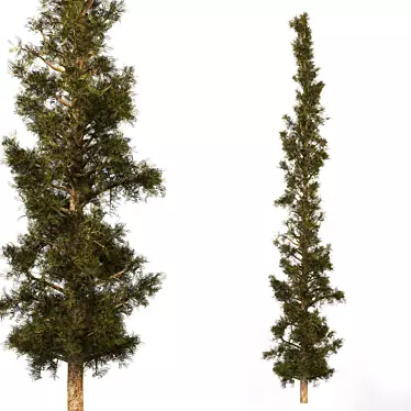 Pristine Pine Essential Oil 3D model image 1 