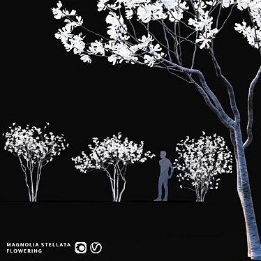 Star Magnolia | Flowering Magnolia Tree 3D model image 1 