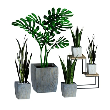 A collection of plants for the interior (for refilling)