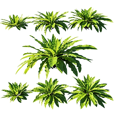 Tropical Fern - Asplenium Nidus 3D model image 1 