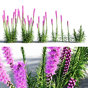 Colorful Liatris Spicata Variations 3D model image 1 