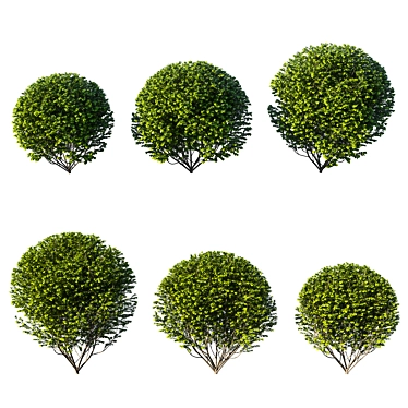 Modern Ligustrum Ovalifolium Sculpture 3D model image 1 