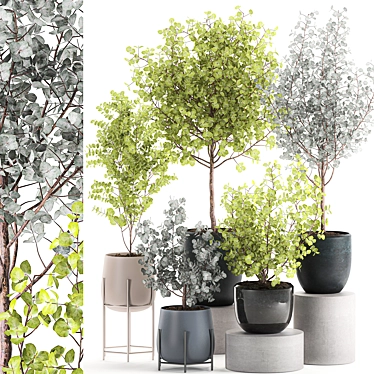 Exotic Eucalyptus Tree Set 3D model image 1 