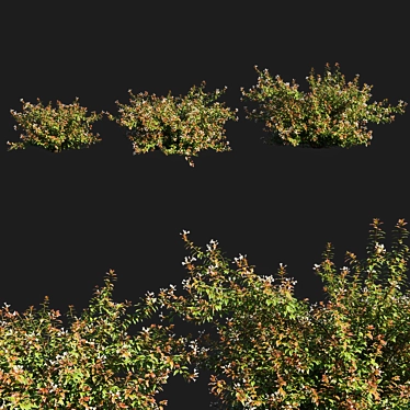 Abelia x Grandiflora OP3: Stunning Floral 3D Model 3D model image 1 