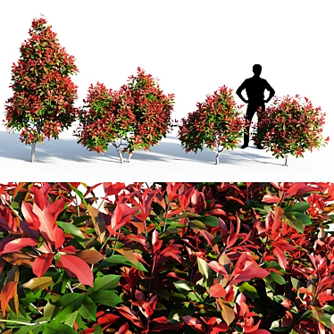 Colorful Photinia: Petite Shrub 3D model image 1 