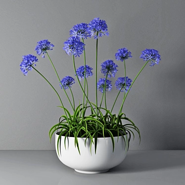  African Lily in Pot 3D model image 1 