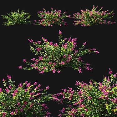 Symphoricarpos Berry Bush: Vibrant and Versatile Foliage 3D model image 1 