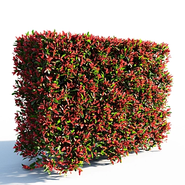 Vibrant Photinia Fraseri Hedge 3D model image 1 