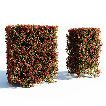 Red Robin Hedge: Compact Photinia 3D model image 1 