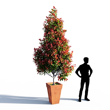 Mini Red Robin Photinia - Potted 3D model image 1 