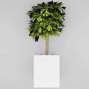 Houseplant Dark Green