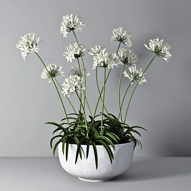 African Lily in Pot 3D model image 1 