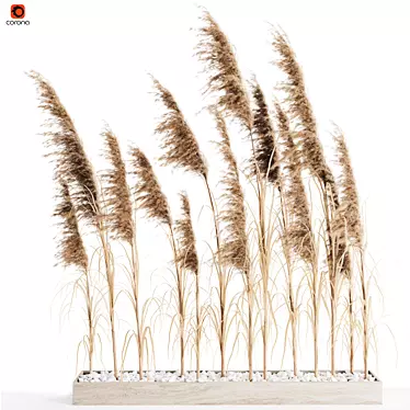 Exquisite Pampas Grass Bundle 3D model image 1 