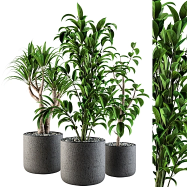 Stylish Indoor Plant Set 3D model image 1 