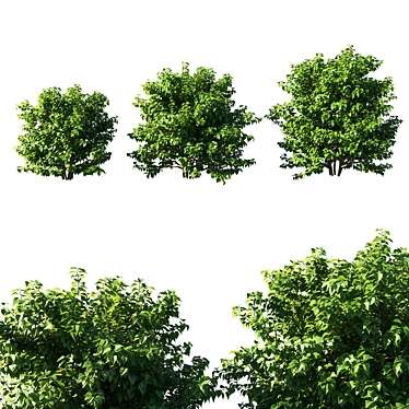 Lilac Bush 02: 3D Model 3D model image 1 