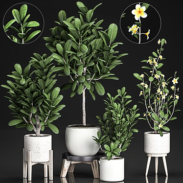 Tropical Plant Collection: Exotic Frangipani & Plumeria Trees 3D model image 1 
