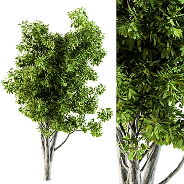 Title: Broadleaf N2 Tree Seeds 3D model image 1 