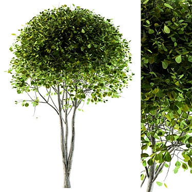 Beautiful Broadleaf Globe Tree 3D model image 1 