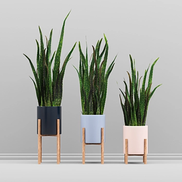 Sansevieria Plant Set 3D model image 1 