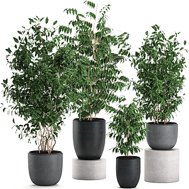 Tropical Ficus Collection | Decorative Indoor Trees 3D model image 1 