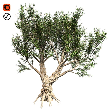 Exotic African Olive Tree 3D model image 1 