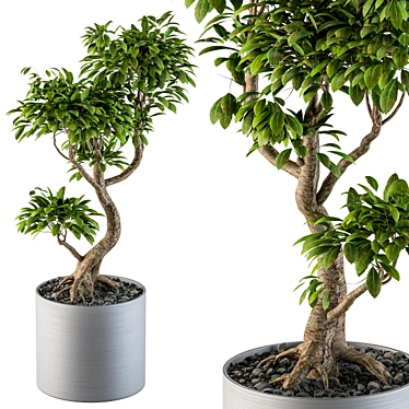 Indoor Bonsai Tree: Large and Lovely 3D model image 1 