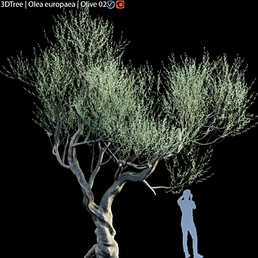 Europa Olea: Stunning Olive Tree 3D model image 1 