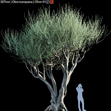 Europa Olea Olive Tree - High Detail 3D Model 3D model image 1 
