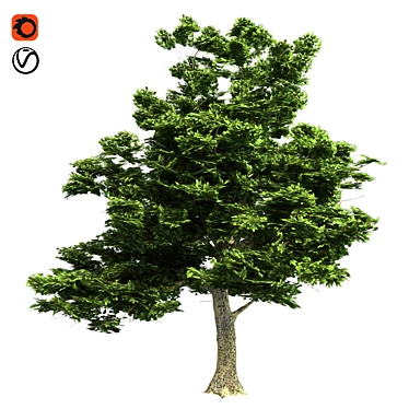 American Sycamore: Low Poly Tree 3D model image 1 