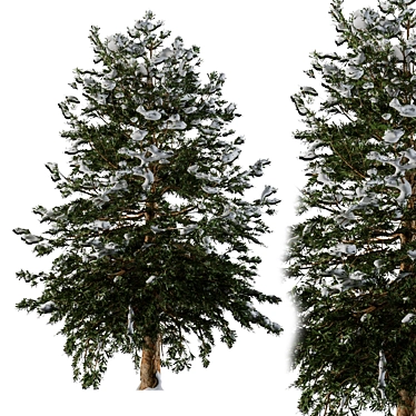 Snowy Pine Tree Winter 3D model image 1 