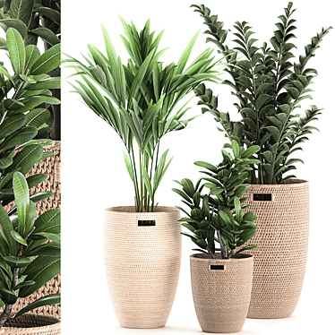 Exotic Indoor Plant Collection 3D model image 1 