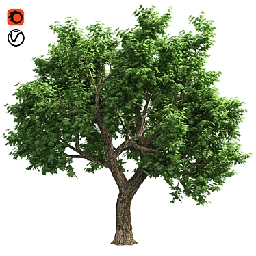 Optimized Amur Cork Tree 3D model image 1 