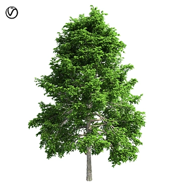 Optimized Black Gum Tree - Realistic 4K Textures 3D model image 1 