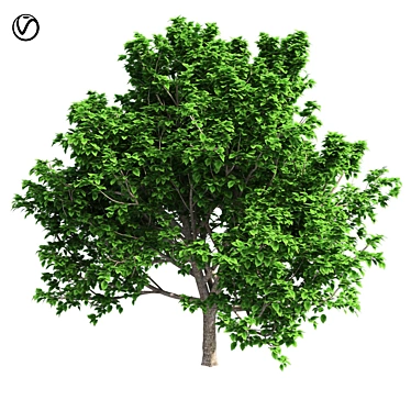 Optimized Bradford Pear Tree 3D model image 1 
