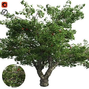 Bountiful Cherry Tree: Realistic, Optimized, High-Quality 3D model image 1 