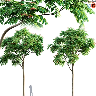 Premium Chukrasia Tabularis Wood 3D Models 3D model image 1 