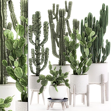 Exotic Cactus Collection White Pot Indoor Plants 3D model image 1 