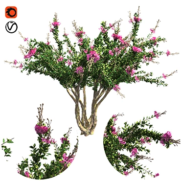 Luscious Crape Myrtle Tree 3D model image 1 