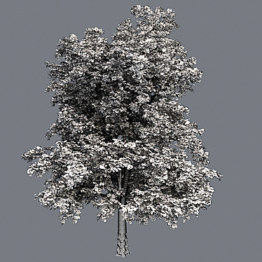  European Linden Tree: High-Quality and Realistic 3D model image 1 