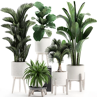 Tropical Plant Collection in White Pots 3D model image 1 