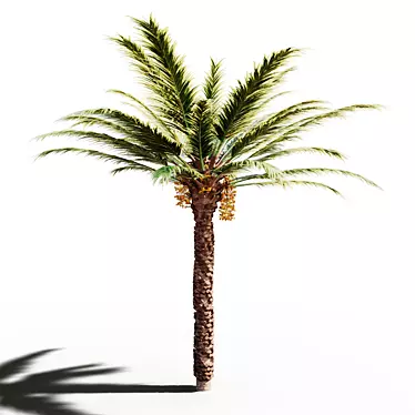 Tropical Paradise: 18x18m Palm Tree 3D model image 1 
