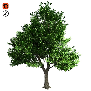 Optimized Green Ash Tree 3D model image 1 