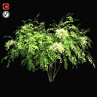 Japanese Angelica Tree: Optimized, Quad-based, High-Quality 3D Model 3D model image 1 