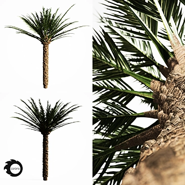 Tropical Palm Tree 5S 3D model image 1 