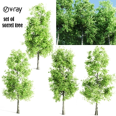 4 Sorrel Trees: Vibrant and Hardy Set! 3D model image 1 