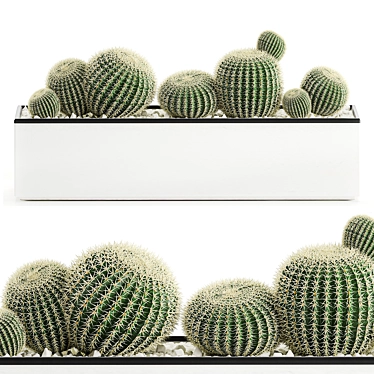 Exotic Cactus Collection in White Pots 3D model image 1 