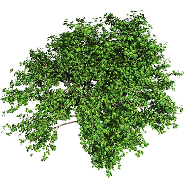 Kousa Dogwood: Perfect Condition, High-Quality 3D model image 1 