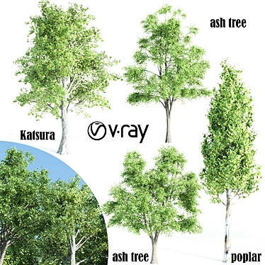 Vray Tree Set - 4 Scenic Trees 3D model image 1 