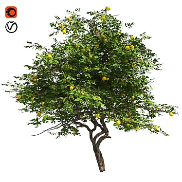 Fruitful Lemon Tree 3D model image 1 